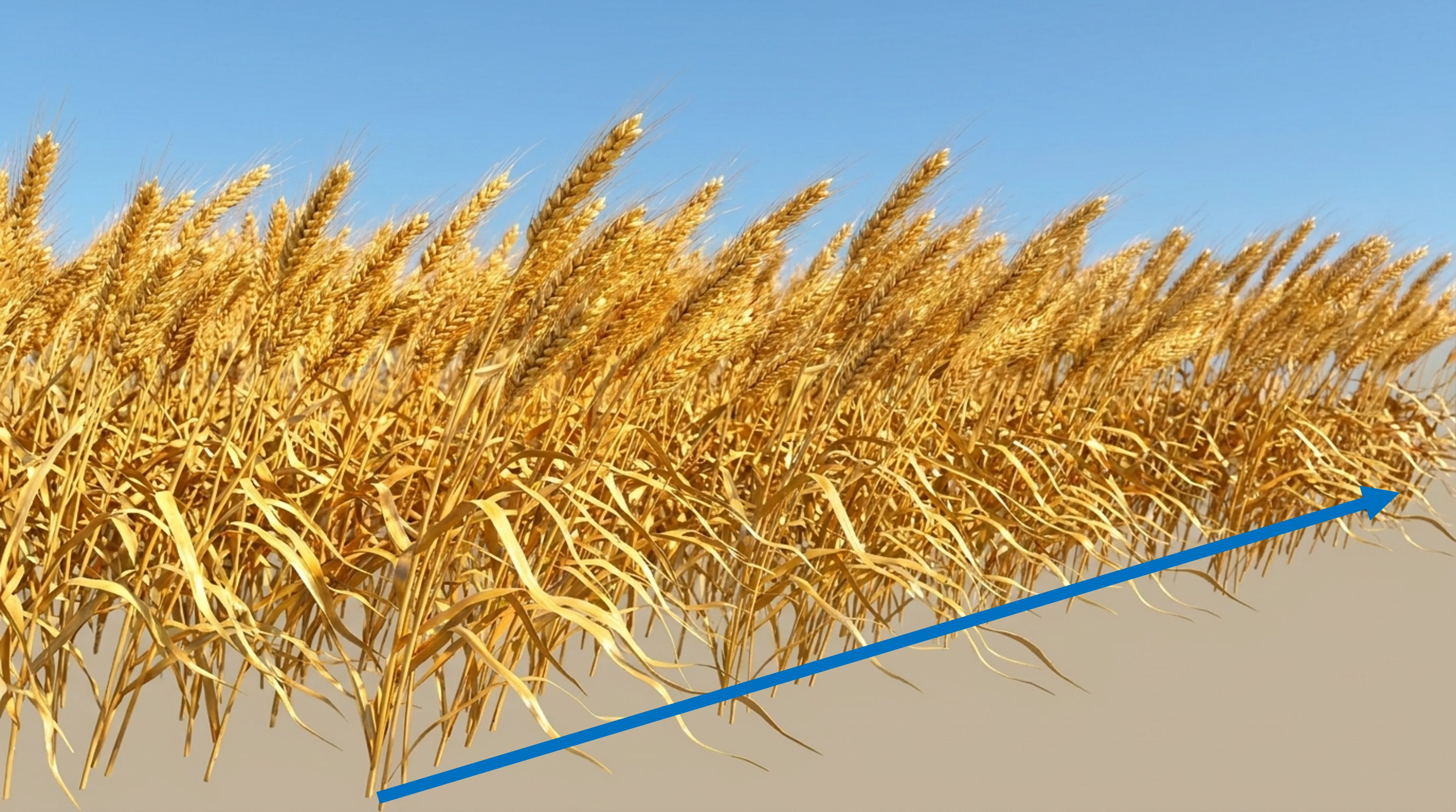 Contango Explained: What It Means for Producers and Consumers